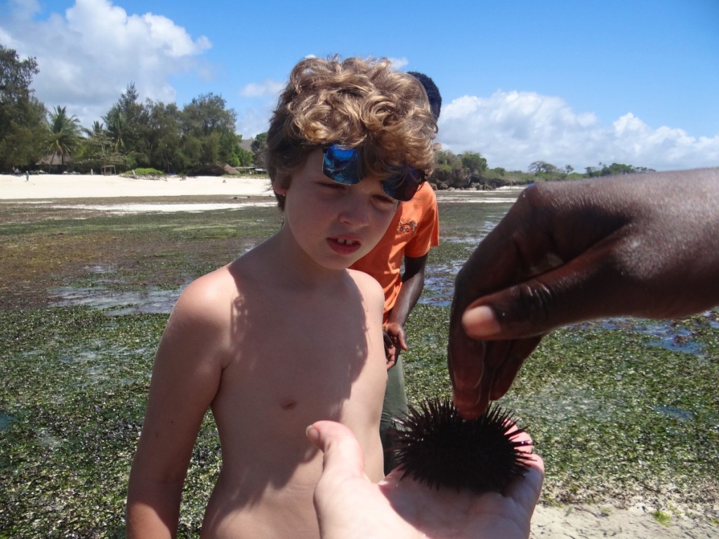 learning about the 3 types of sea urchins