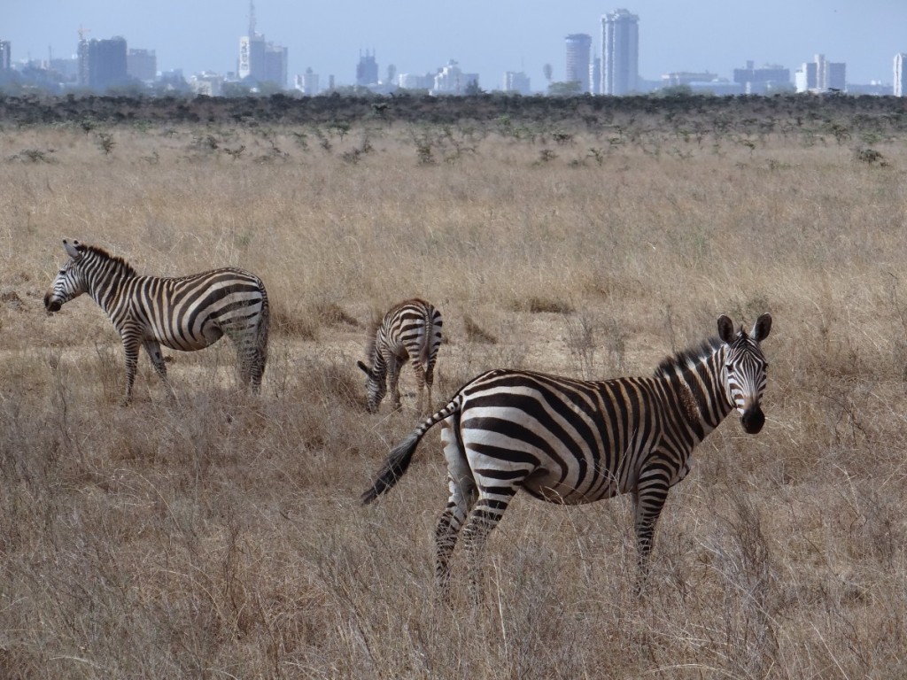 Zebra and Nairobi