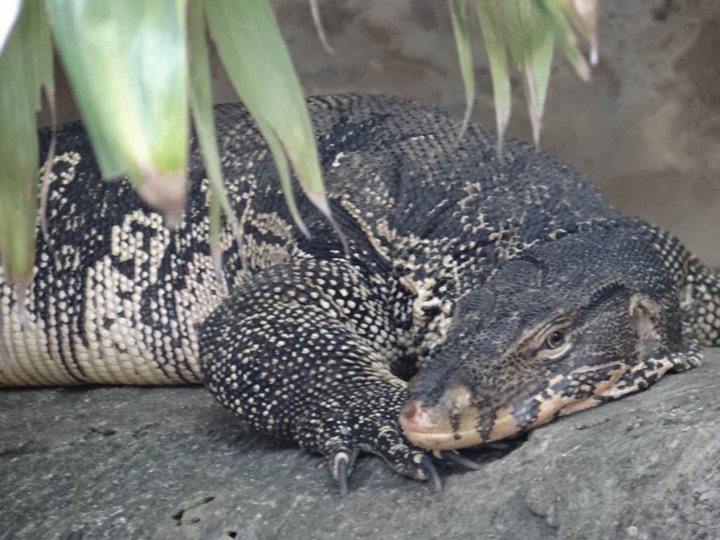 Bangkok lizard