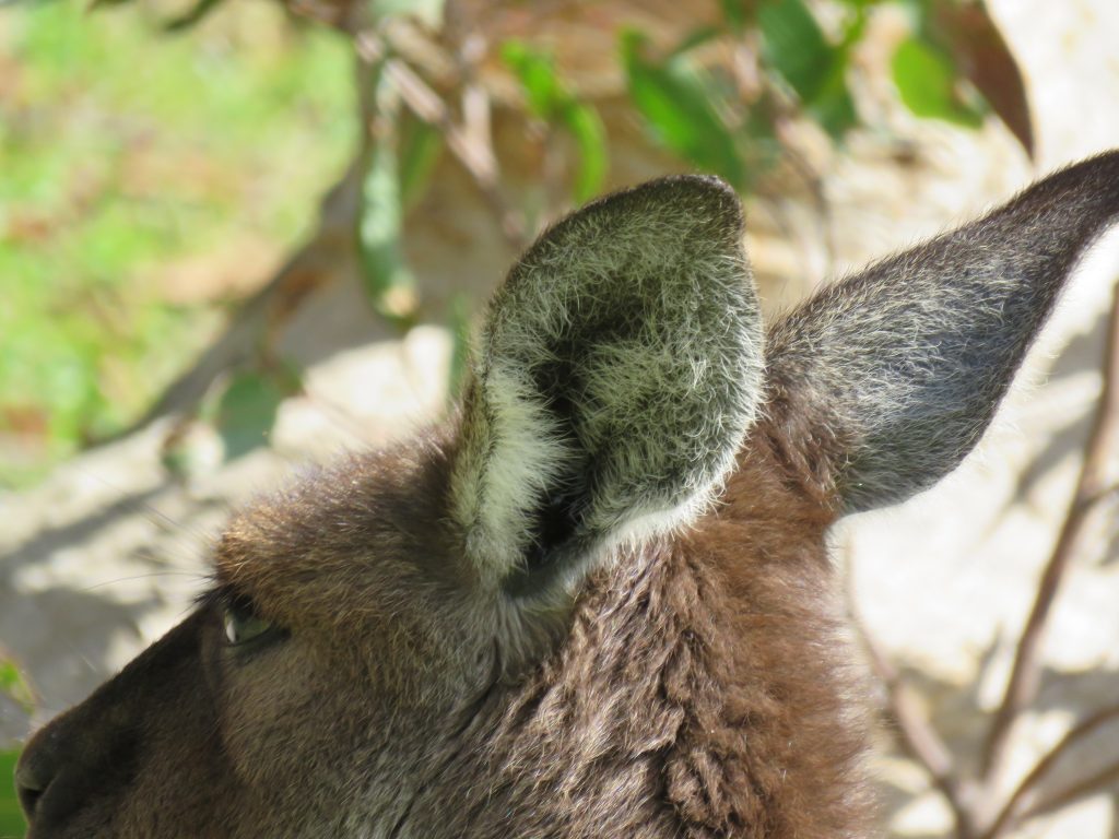 Kangaroo ear