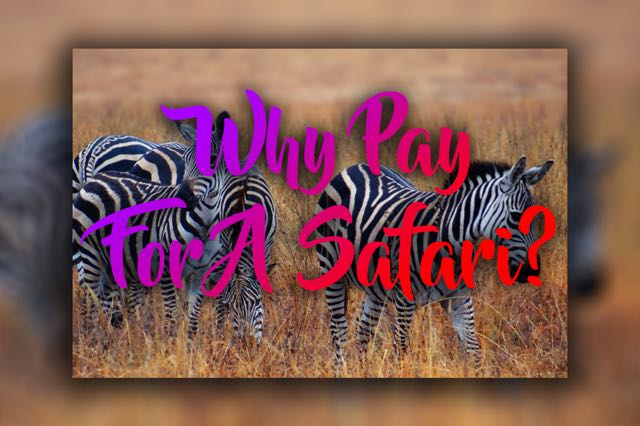 Why Pay For A Safari
