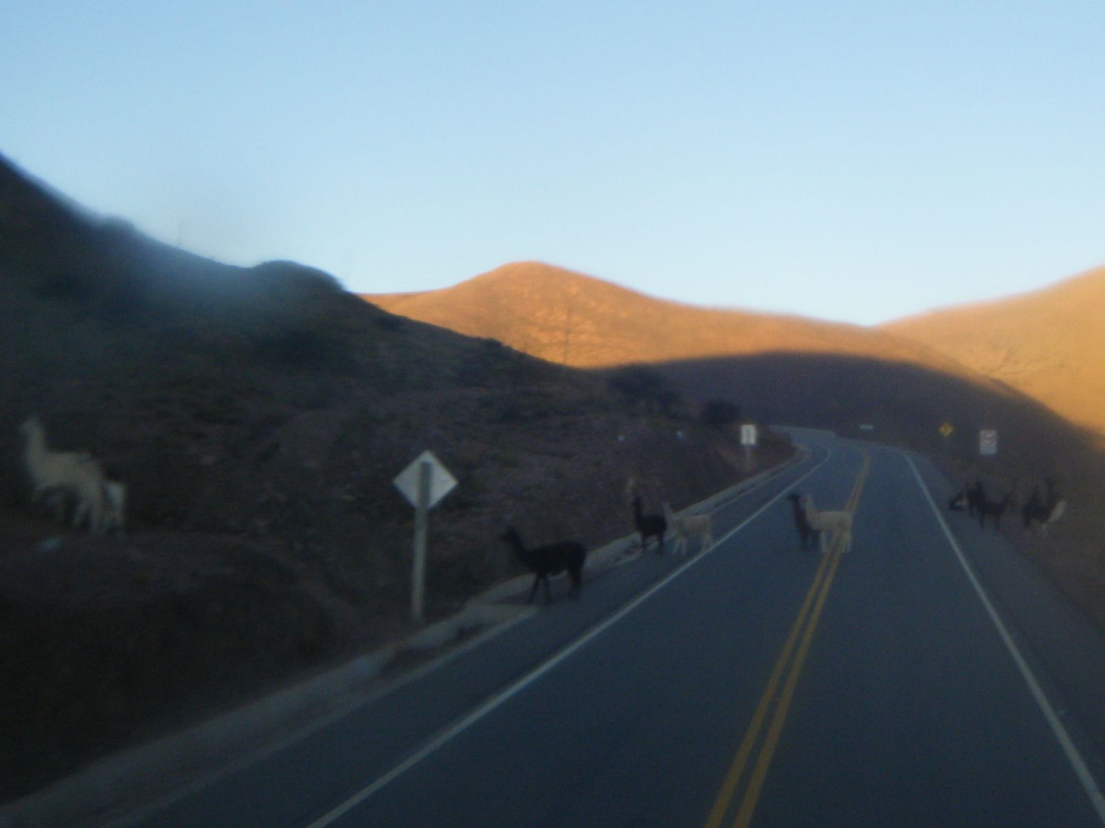 alpaca and llama on the road