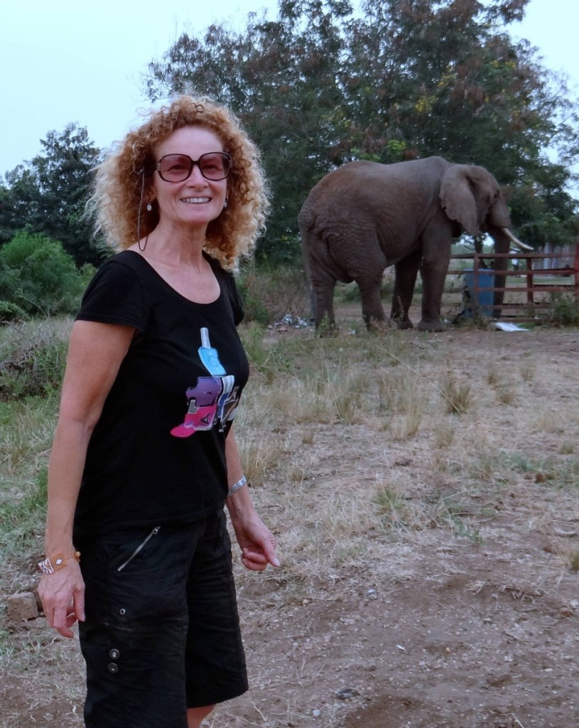 African elephant