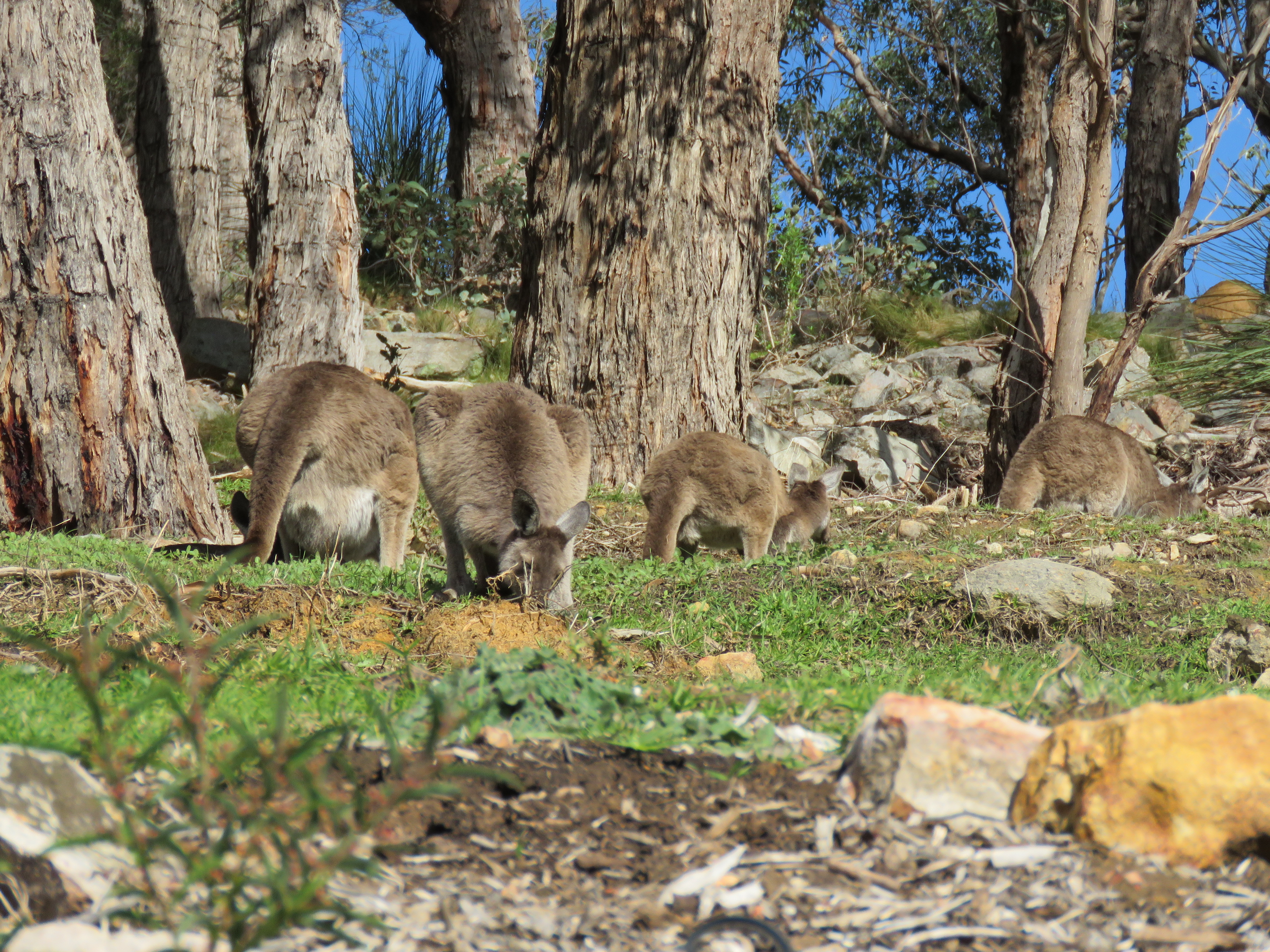 kangaroos grazing