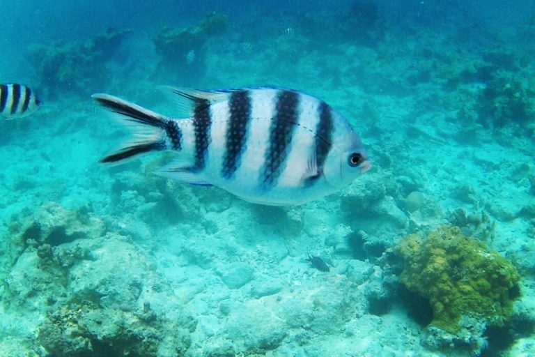 Get Sporty With A Trip To The Bahamas