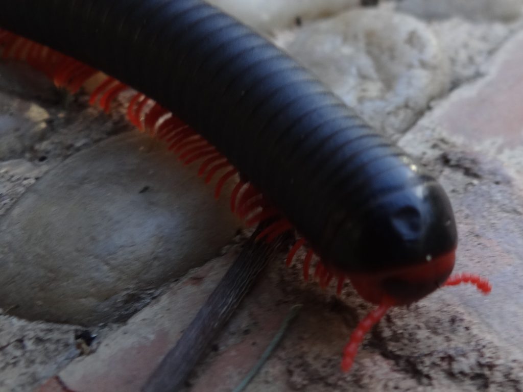 Top 5 Worst Bugs Of Africa World Schooling Exploramum