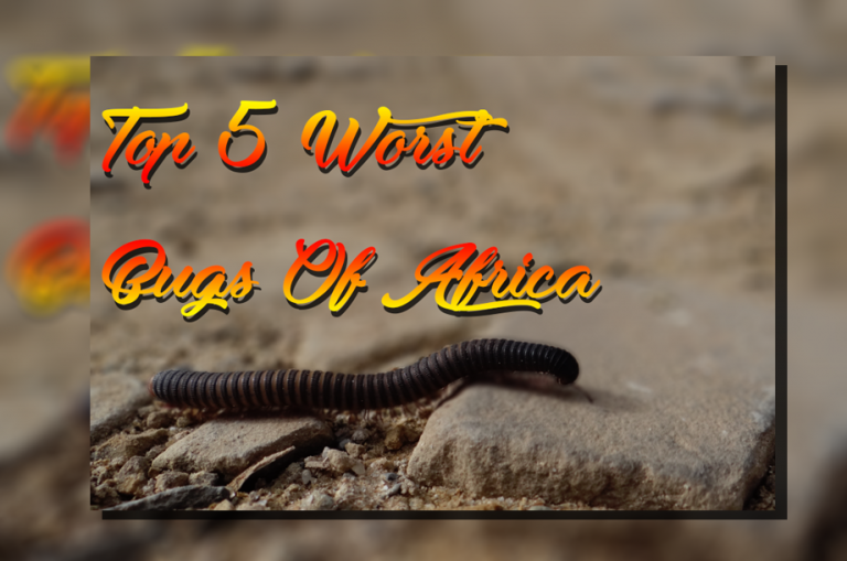 Top 5 Worst Bugs Of Africa – World Schooling