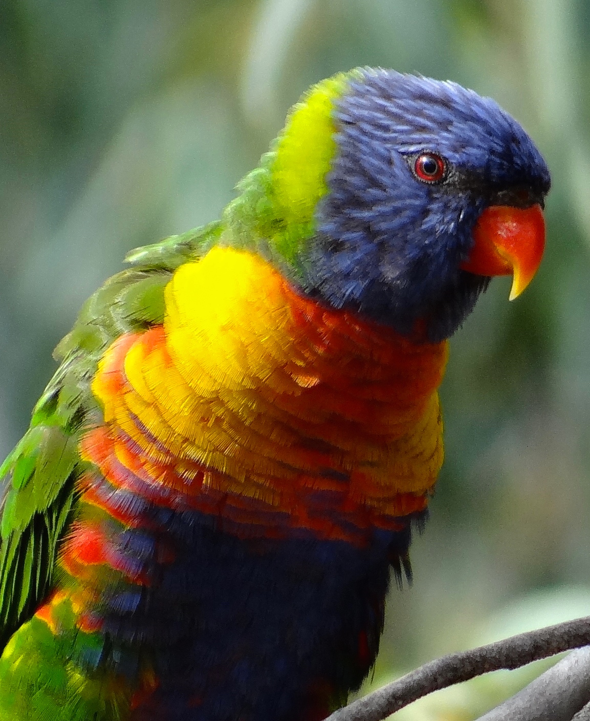 Lorikeet