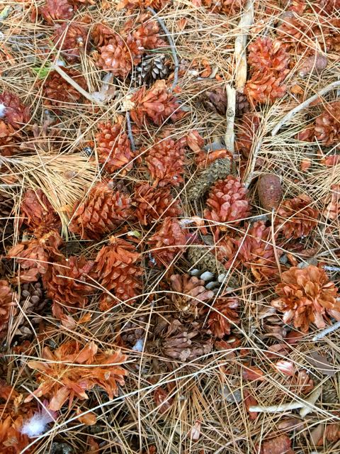 pine cone collecting